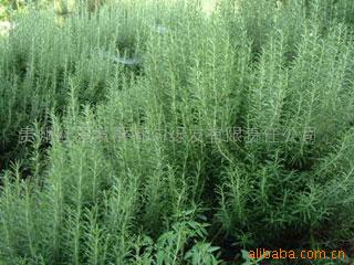 Guizhou Redstar Development Duyun Luyou Co, Ltd,
