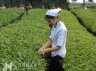 china tea wholesale co., ltd