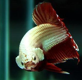 Thailand Betta