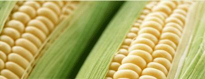 Gold Land International Co., Ltd.