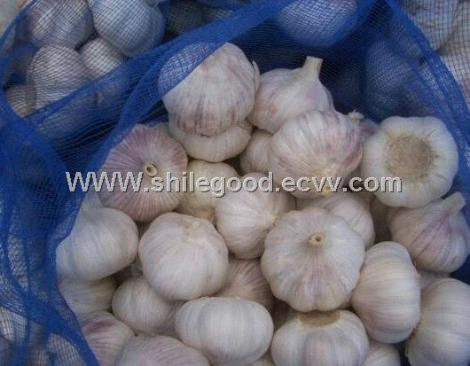 garlic&ginger mail id :masterliyuying@126.com