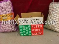 10kg/ carton fresh garlic