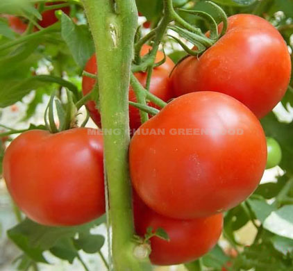 Fresh Tomato 