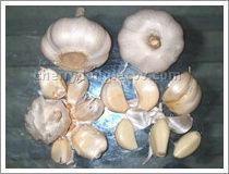 Garlic and Garlic Products Normal and Pure White