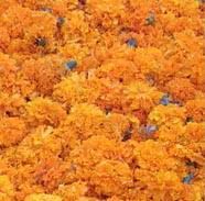 Lutein HONGYANG