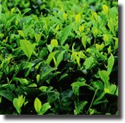 Herbal extract Green tea extract,grape seed extract,etc