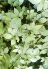 Gynostemma pentaphyllum P. E 98%