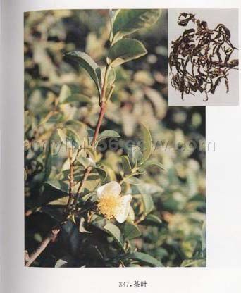 Green Tea P. E. 5