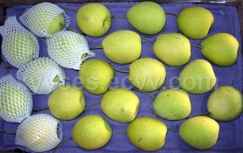 Shandong Pear 0003