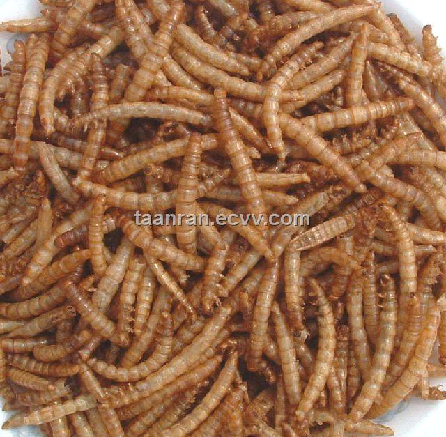 sun dried river shrimp and mealworm purchasing souring sun dried river shrimp and mealworm purchasing souring