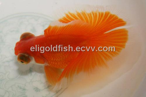 Goldfish China