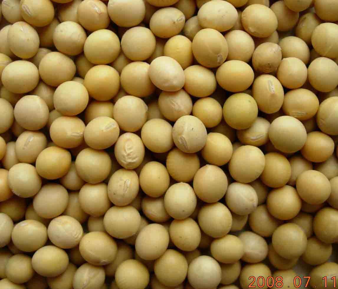 soybean