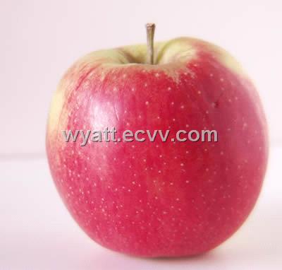 Apple  on Apples   China Apples  Red Applemanufacturer   1985592