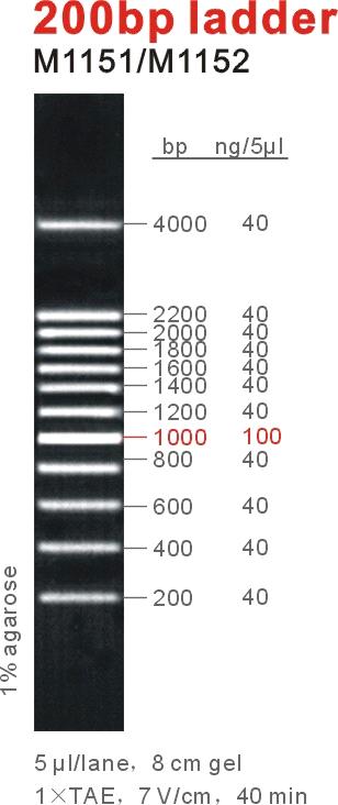 200bp Dna Ladder Purchasing Souring Agent Purchasing