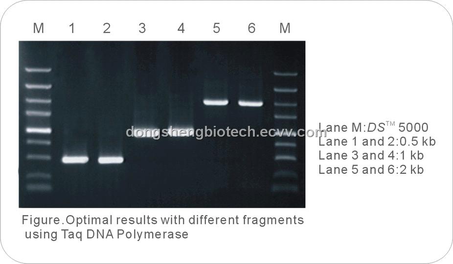 polymerase chin reaction powerpoint animation