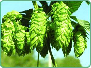 Hops Extract 3% Flavone - China Hops 