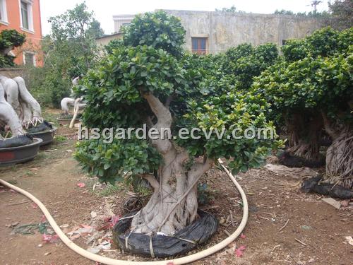 china root