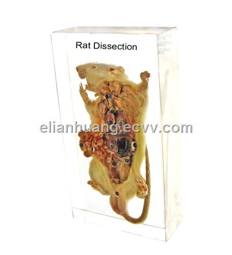 dissection of rat. Supply - Rat Dissection