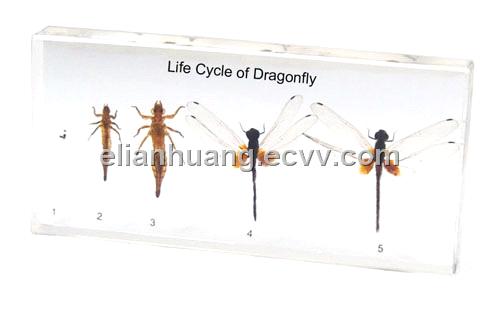 Dragonflies+life+cycle