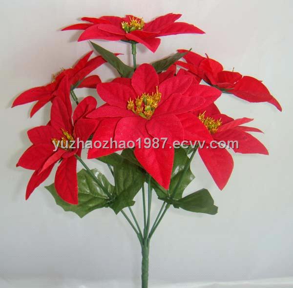 flower poinsettia