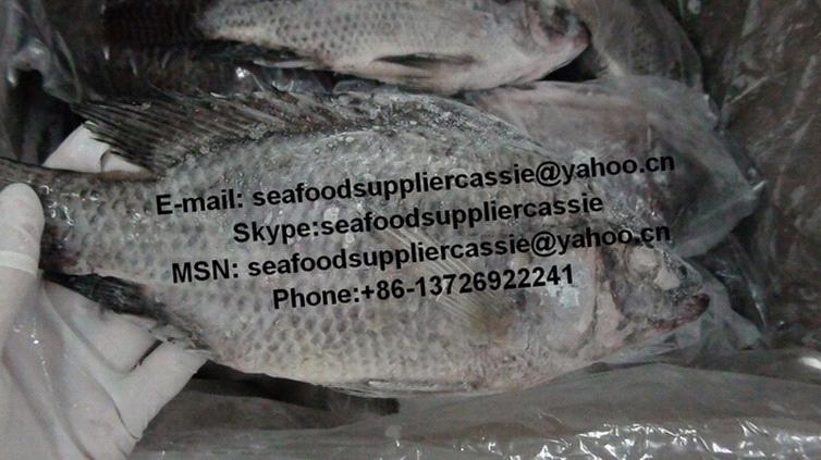 tilapia head