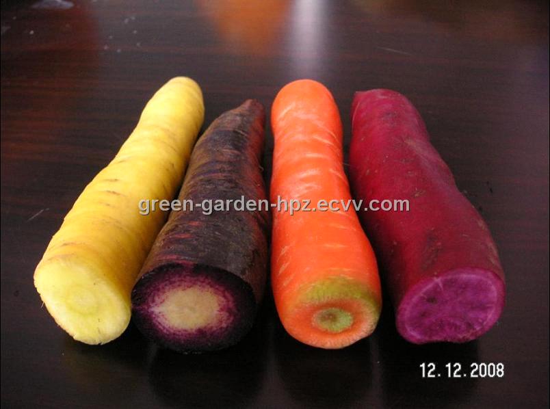 China_purple_carrot2011931009537.JPG