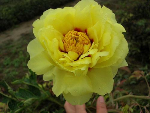 Japanese Tree Peony