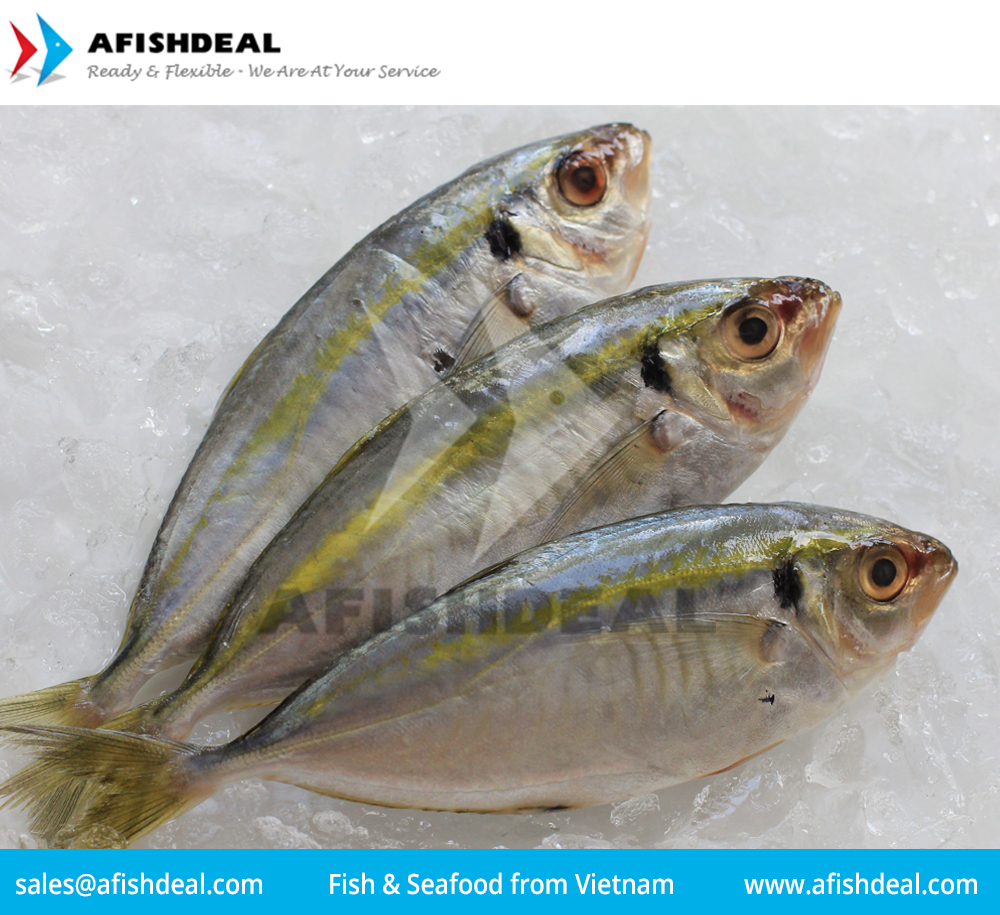 HORSE MACKEREL INDIAN MACKEREL ROUND SCAD YELLOW STRIPE SCAD