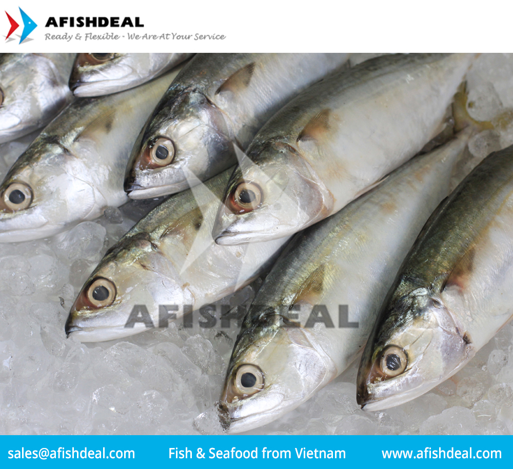 HORSE MACKEREL INDIAN MACKEREL ROUND SCAD YELLOW STRIPE SCAD SARDINE BLACK POMFRET