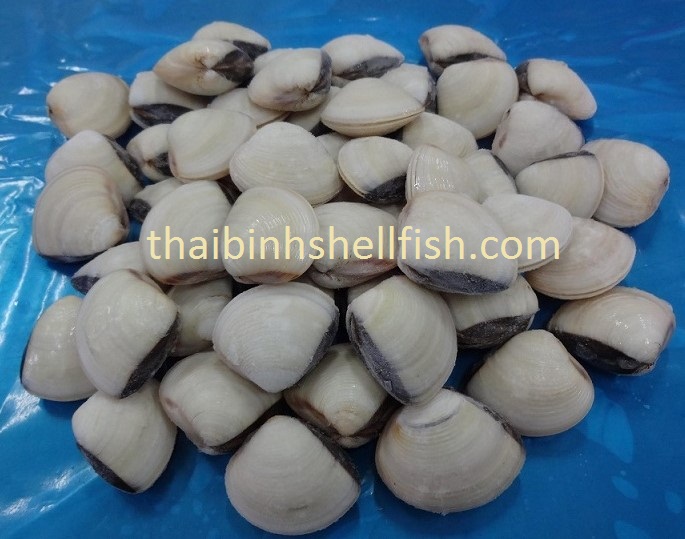 FROZEN COOKED WHOLE BROWN CLAM SHELL ON