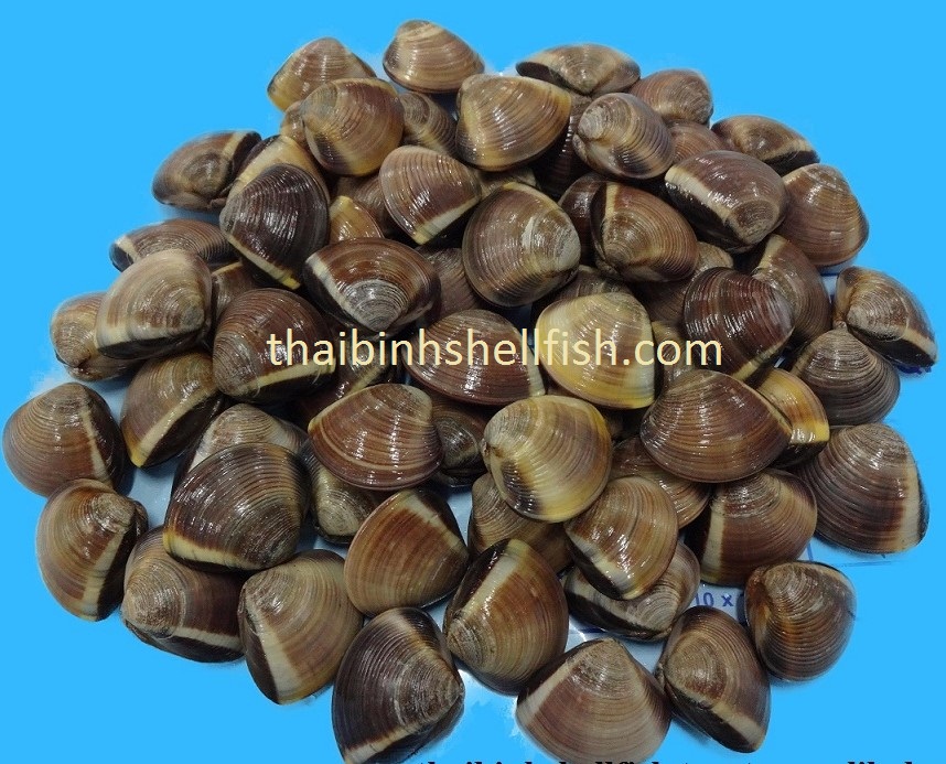 FROZEN COOKED WHOLE BROWN CLAM SHELL ON