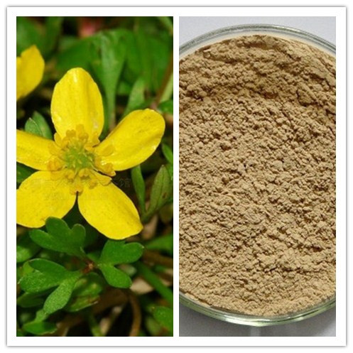 Natural Harpagoside immune regulation Devils Claw Extract