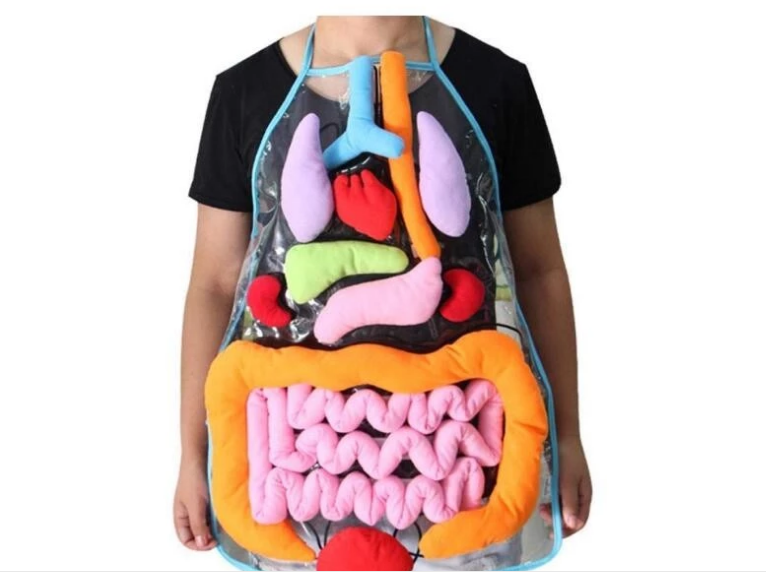 3D Organ Apron Cotton Educational Insights Toys Early Learning Human Body Science Anatomy Playing Doctor Toys for Newbor