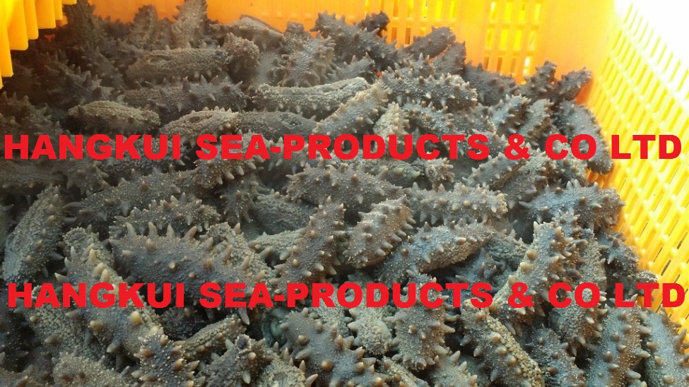 Dried Sea Cucumbers Stichopus Spp