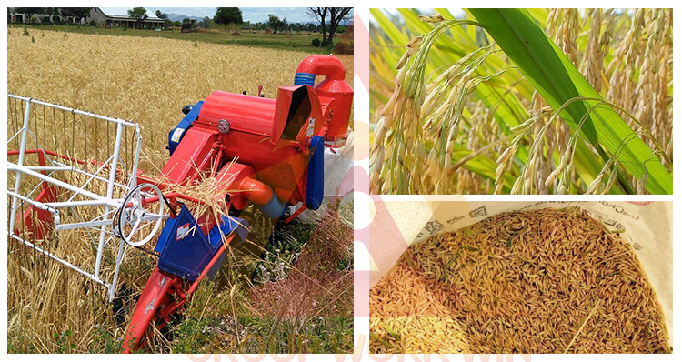 Mini combine harvester machine
