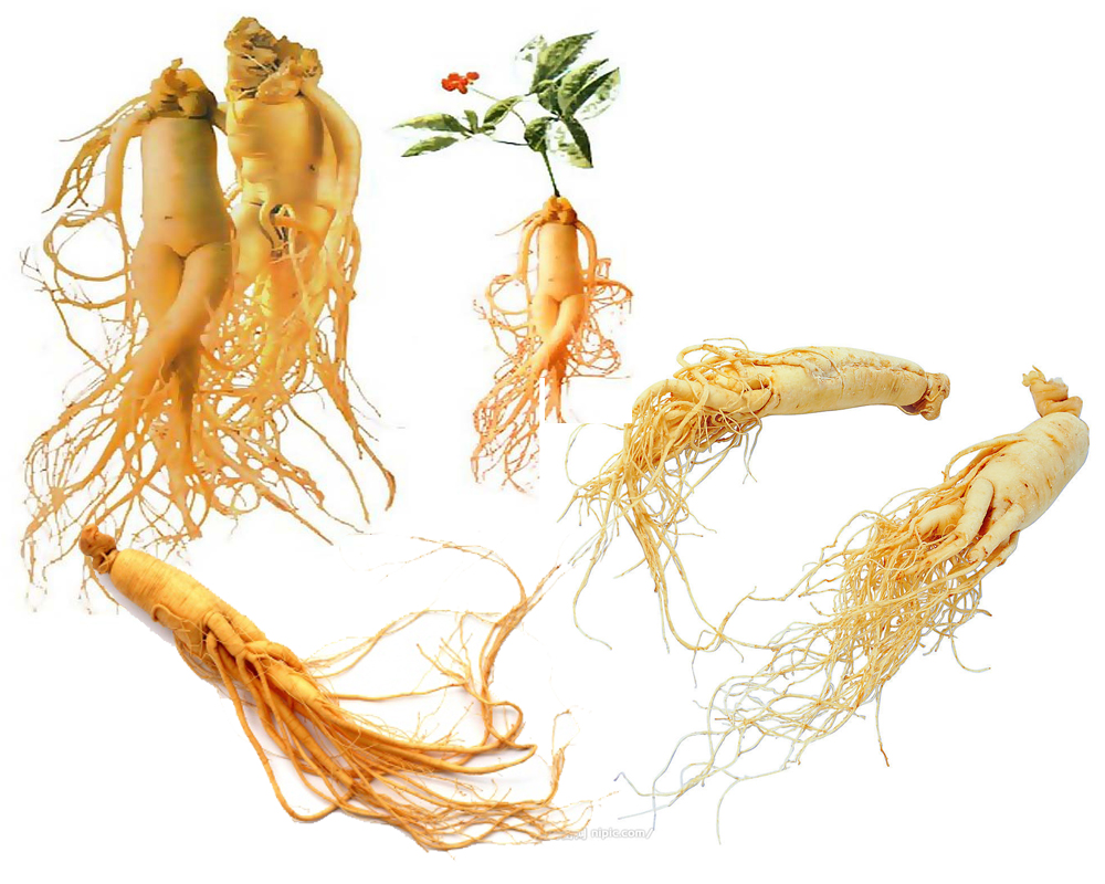 Natural plant extract Panax Ginseng Extrac