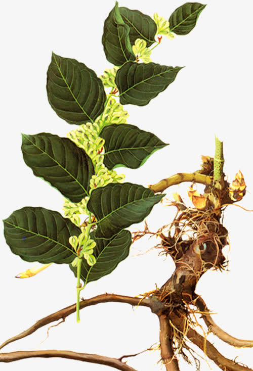 Natural plant extract Ressveratrol
