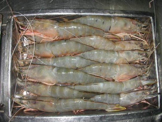 Premium quality Live Vannamei Shrimp