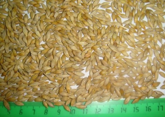 Animals Feed Barley Oats Wheat Rye Canola