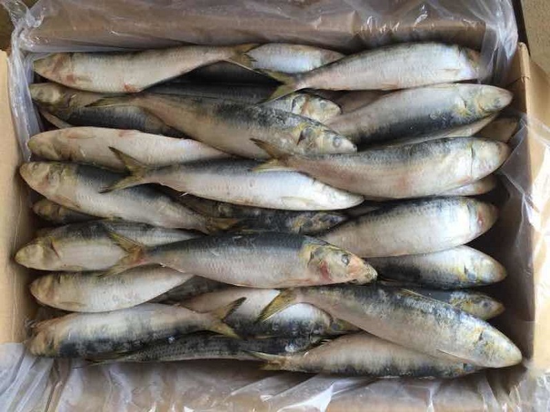 Sardine Fish for Canning and Bait