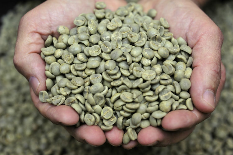 High quality Green Coffee Beans for Sale