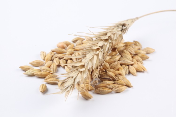 Very high quality Oat Graiins for Sale