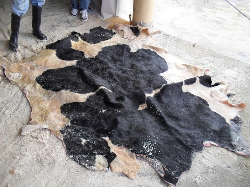Wet Salted Cow Hides for Leather