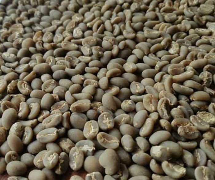 Raw Organic Arabica Coffee Beans