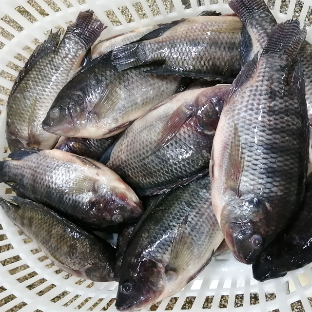 China frozen Fish fresh Tilapia Suppliers