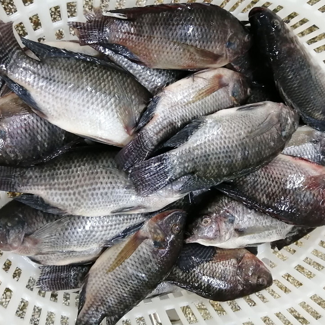 High Quality Fresh Frozen Black Tilapia Whole Round Fish