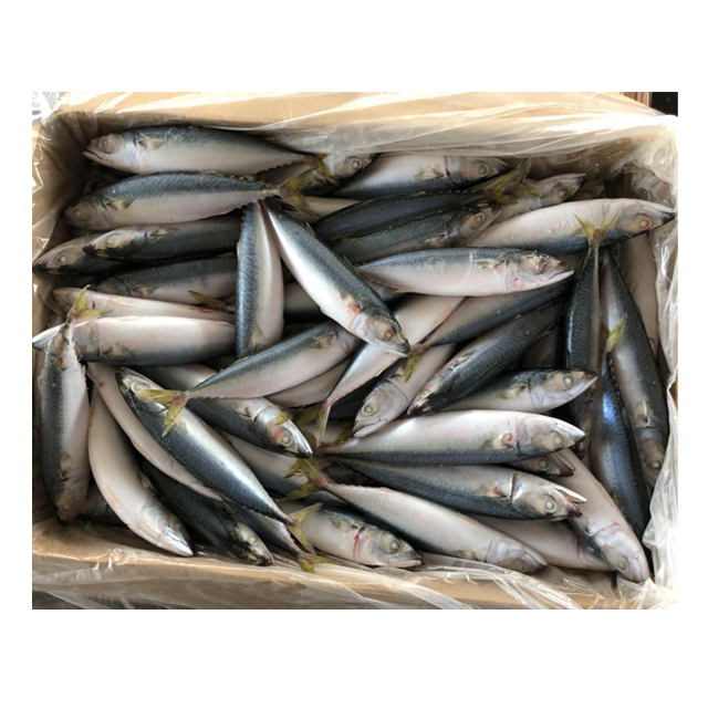 Frozen Pacific Mackerel fish for Sea food suppliers in China