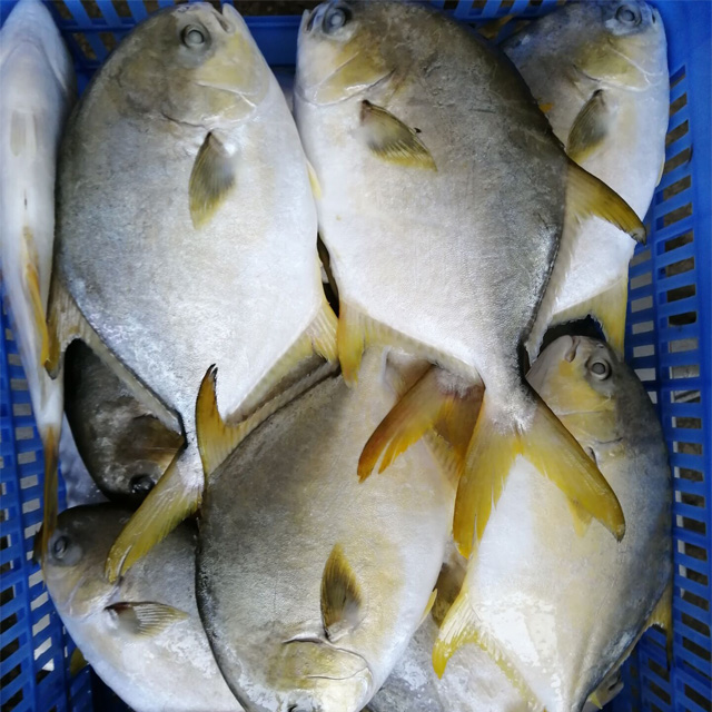 Hot Sell Frozen Golden Pompano Farm Raised Wholesale Fish