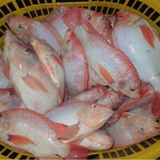 Seafood Fish Frozen Red Tilapia