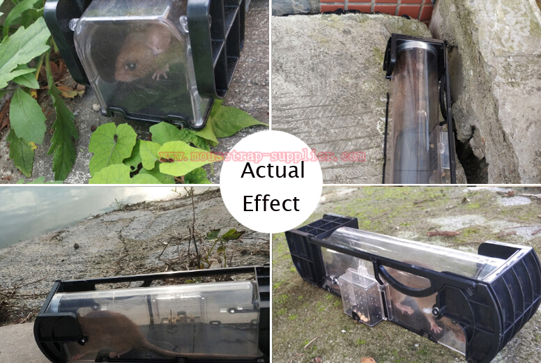 Humane Live Catch Plastic Rodent Control Rat Bait Station Mouse Trap Cage